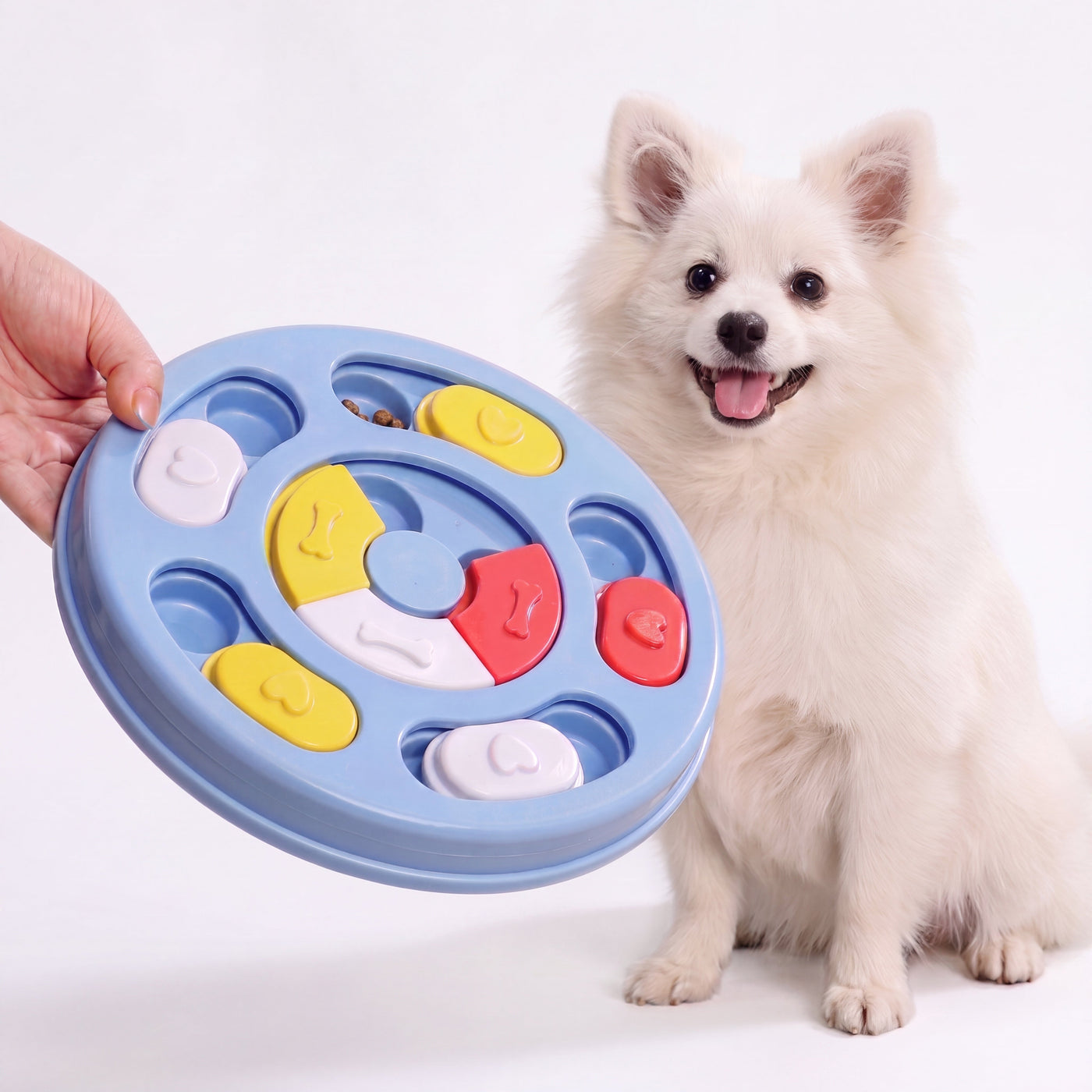 Spitz dog with interactive treat puzzle toy – Malpetit