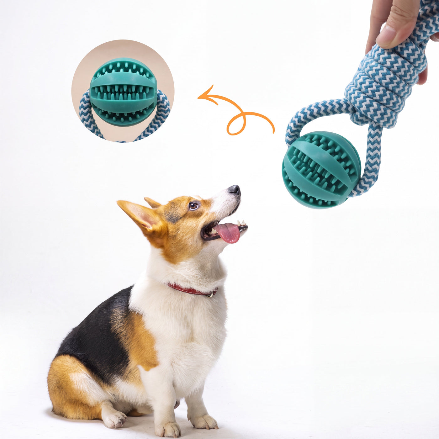Corgi looking up at tug rope with treat ball – Malpetit