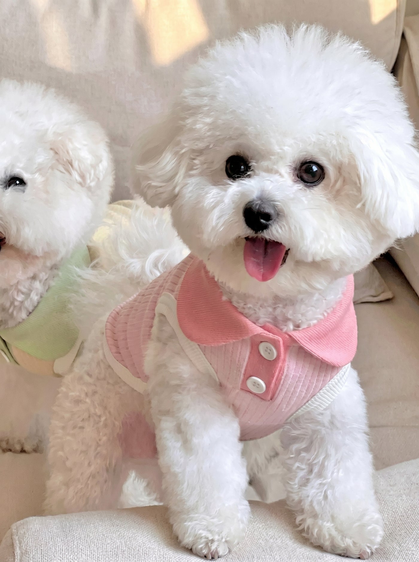 Bichon Frise wearing Pawlo Polo light pink polo shirt – Malpetit