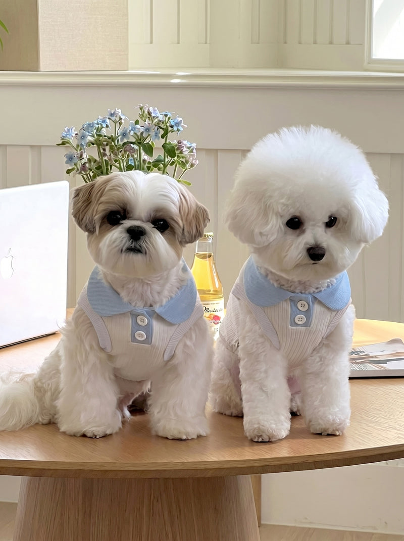 Pawlo Polo dog polo shirt in cloud blue on two small dogs – Malpetit
